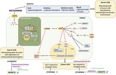 Metabolic Profiles Associated With Metformin Efficacy in Cancer